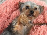 Yorkshire-Terrier - Burgstetten