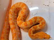 Tigerpython Albino Weibchen - Kirchhain