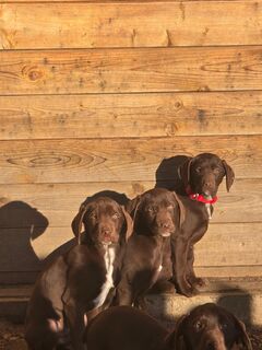 Labrador Mix Babys