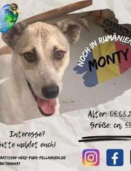 MONTY - sucht seinen Teampartner - Waakirchen