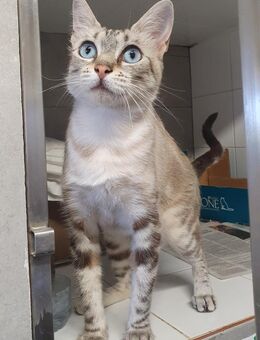 Perla sucht Dich - Lauda-Königshofen