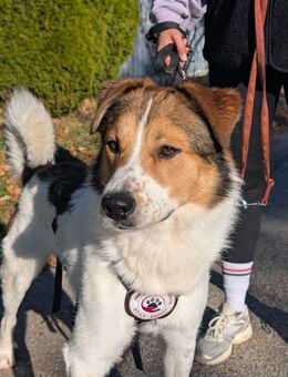 Faro - Kuschelprinz auf vier Pfoten - Duisburg