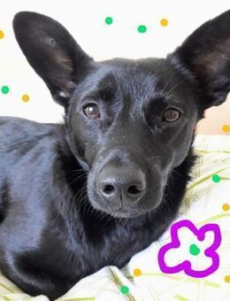 COOKIE-lebensfrohe Hündin,32 cm - Rösrath