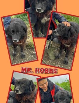 Rüde Mr. Hobbs sucht schon lange - Nürnberg