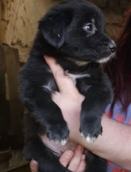Labrador -Mix Welpen - Halberstadt Zentrum