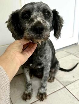 Tessa auf der Suche nach ganz viel Liebe - Koblenz