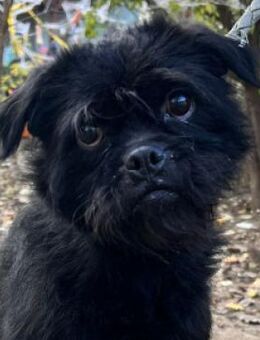 Elaine - liebt die Nähe zum Menschen - Lohmar