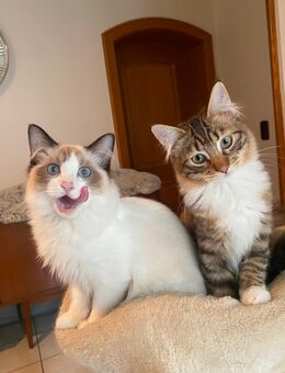 Reinrassige Ragdoll / Cherubim Kitten mit Stammbaum - Dingolfing
