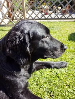 Flat coated Retriever Welpen Wurfankündigung - Osterrönfeld