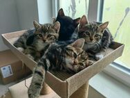 5 hübsche Kätzchen suchen ein Zuhause - Burghaun