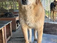 DINGO - aufgeschlossenes Energiebündel - Korschenbroich