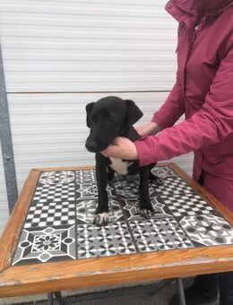 Energiebündel Kakao - Ellerbek