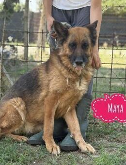 Maya ein einsames Schatz - Flörsheim-Dalsheim