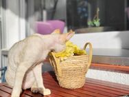 Devon Rex Kitten Abholbereit Erbkrankheiten frein Linien mit Stammbaum - Witten