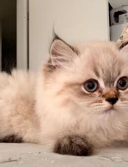 Zwei süße Perserkitten mit creme-grauer Fellzeichnung - ab sofort abzugeben - Bernau (Berlin)