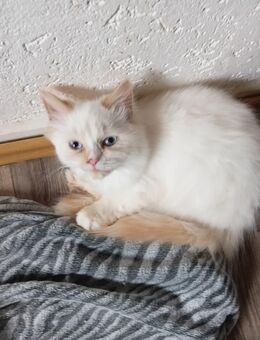 3 Wunderschöne Kitten(Kater) - Niddatal Zentrum