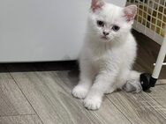 Bkh(Kater) ab Mitte Juli Abgabebereit - Gladbeck