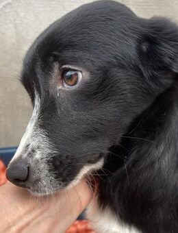 TILDA zuckersüße Maus sucht Zuhause - Velbert