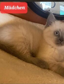 Zwei Bkh Kitten ABGABEBEREIT - Brakel