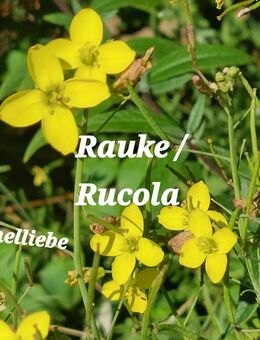 Samen Rauke / Rucola Bio und viele weitere Sorten, auch Gemüse Kräuter - Norderstedt