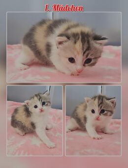 Süße kitten suchen ein Zuhause - Berlin