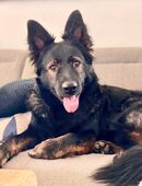 Altdeutscher Schäferhund Welpen DDR Linie - Familienhund in 37130
