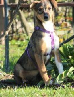 Bandina unser Herzenshund... - Hagen (Stadt der FernUniversität)