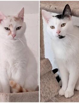 💖Lucky & Kiko unzertrennliche Brüder💖 - Eislingen (Fils)