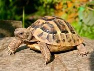 Griechische Landschildkröten (THB) verschiedene Jahrgänge abzugeben - Bürstadt