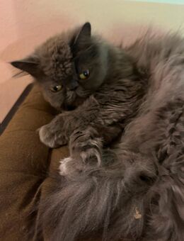 2 Katzen abzugeben! - München Feldmoching-Hasenbergl
