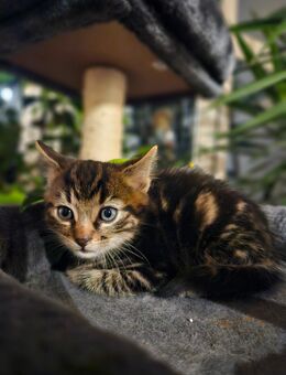 KATZENBABYS suchen ein Zuhause - Auetal
