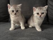 Bkh kitten abzugeben - Oberhausen