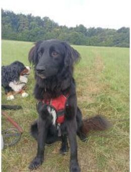 Princess - wartet in 99310 Arnstadt - Oberwies