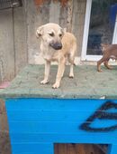 Cleo sucht ihr für immer Zuhause in 41372