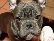 Französische Bulldogge Rüde - Uelzen