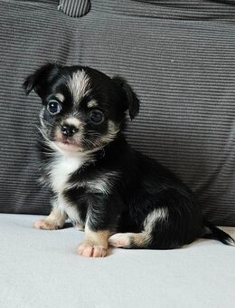 Wundervolle Chihuahua Welpen - Erfurt