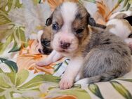 Welpen /Französische Bulldogge x Mini Australian Shepherd - Barnstorf