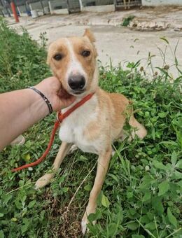 Maroon, lieb und verspielt - Bonndorf (Schwarzwald)