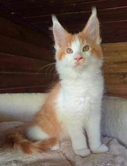 Maine Coon Katerchen in red-tabby-white und cream-silver-tabby-white - Freital