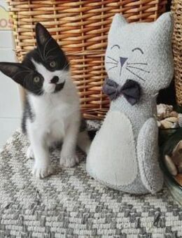 Kleiner Abenteurer Felix sucht sein Home - Bad Camberg