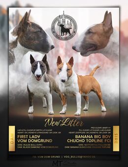 Junior & Gino zwei Minibullis - Bamberg