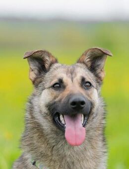Felicia sucht ihr Glück - Süderholz