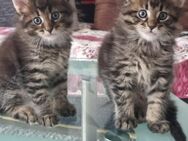 Kleine Maine Coon Schätze warten auf dich - Hamburg Wandsbek
