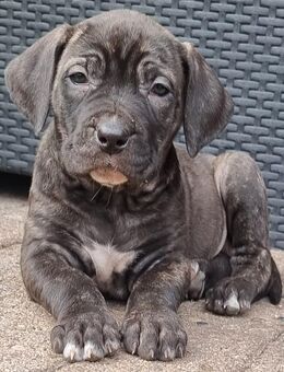 American Bully Welpen - Ganderkesee