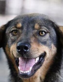 Talvi ist eine zarte, liebe Seele! - Karben