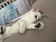 BKH Katerchen sucht noch ein neues Zuhause kitten Kater - Berlin Charlottenburg-Wilmersdorf