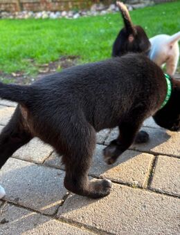 1. kleiner Mann sucht noch ein schönes zu Hause. - Loissin