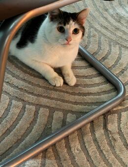 Schweren Herzens abzugeben - Holzminden