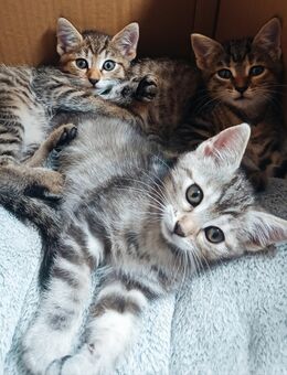 Kätzchen Katzenbabys - Bochum