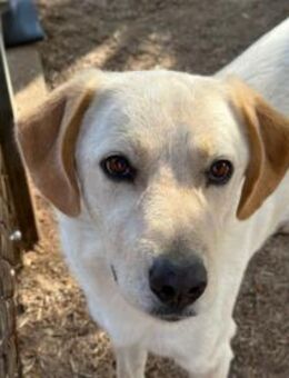 Nik wünscht sich Aufmerksamkeit - Neuss